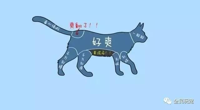 人对猫狗不同态度（猫狗大不同）4