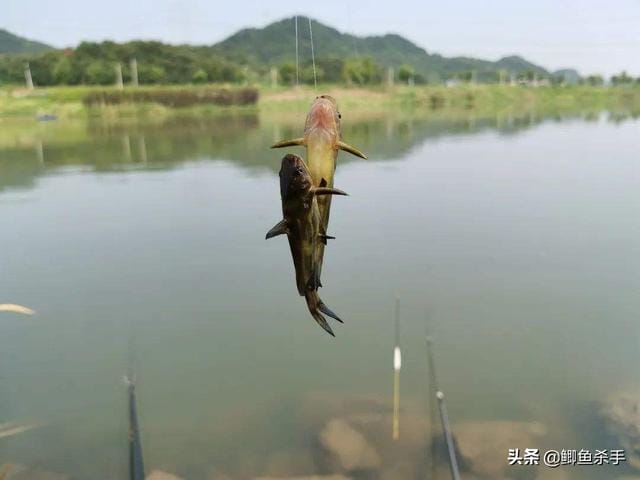 袖钩钓鲤鱼用几号钩（用袖钩钓鱼总跑鱼）13