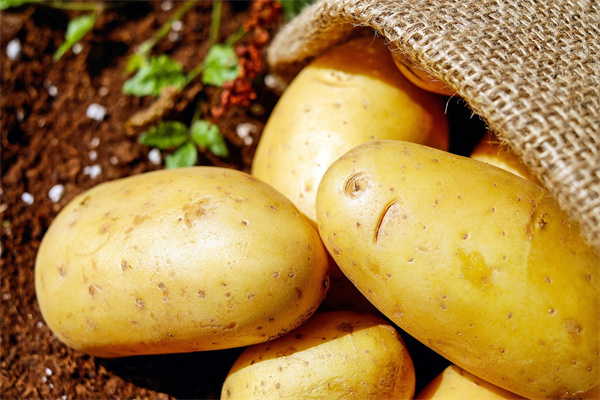 梦到了发芽的土豆意味着什么